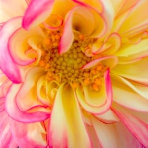 Meet your Posher, Kim